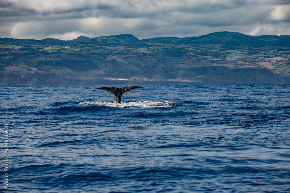 Fototapeta premium Whale Tail in Blue Ocean (Physeter macrocephalus)