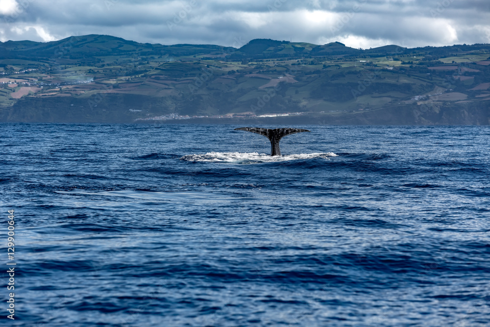 Naklejka premium Whale Tail in Blue Ocean (Physeter macrocephalus)