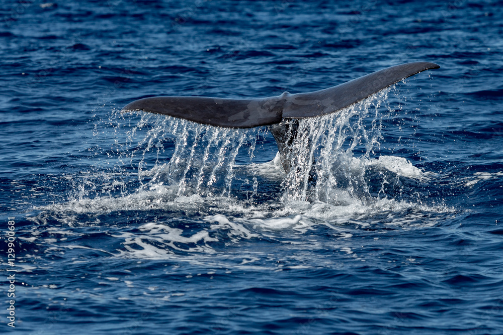 Fototapeta premium Whale Tail in Blue Ocean (Physeter macrocephalus)