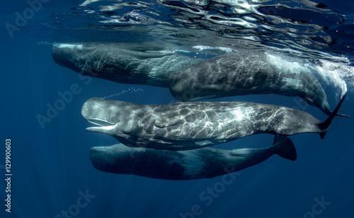 A pod of sperm whales underwater in Atlantic ocean of Azores