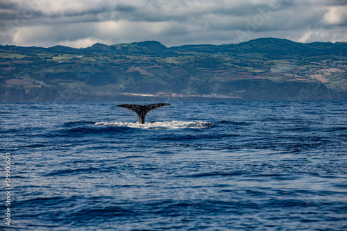 Whale Tail in Blue Ocean (Physeter macrocephalus)