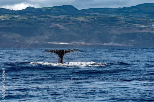 Whale Tail in Blue Ocean (Physeter macrocephalus) © willyam