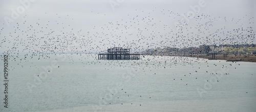 Amazing spectacle of starlings birds murmuration flying over sea