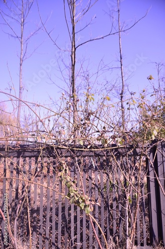 Wallpaper Mural 자연 Torontodigital.ca