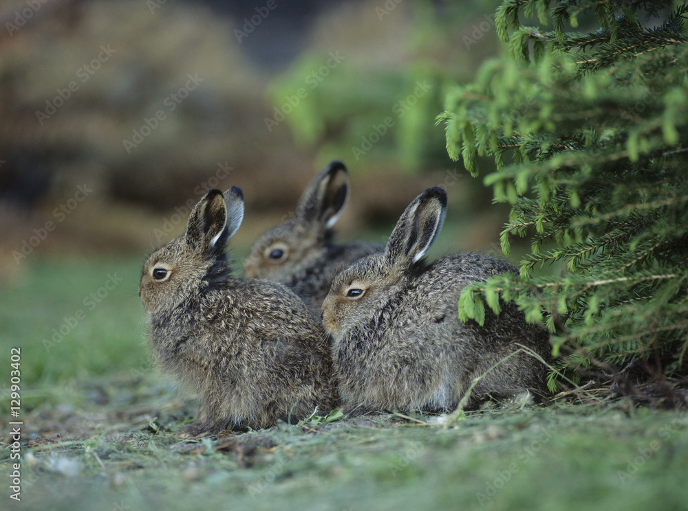 Fototapeta premium Three young hares sitting by bush