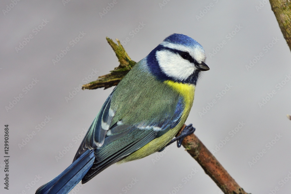 Fototapeta premium blue tit during winter birdwatching