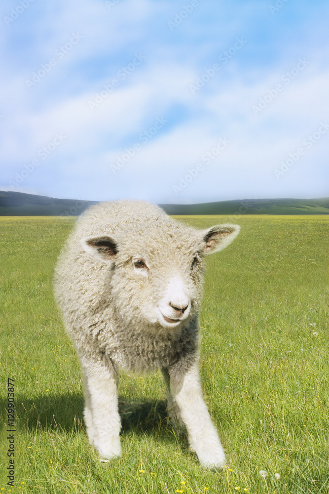 Obraz premium Sheep standing in the green field