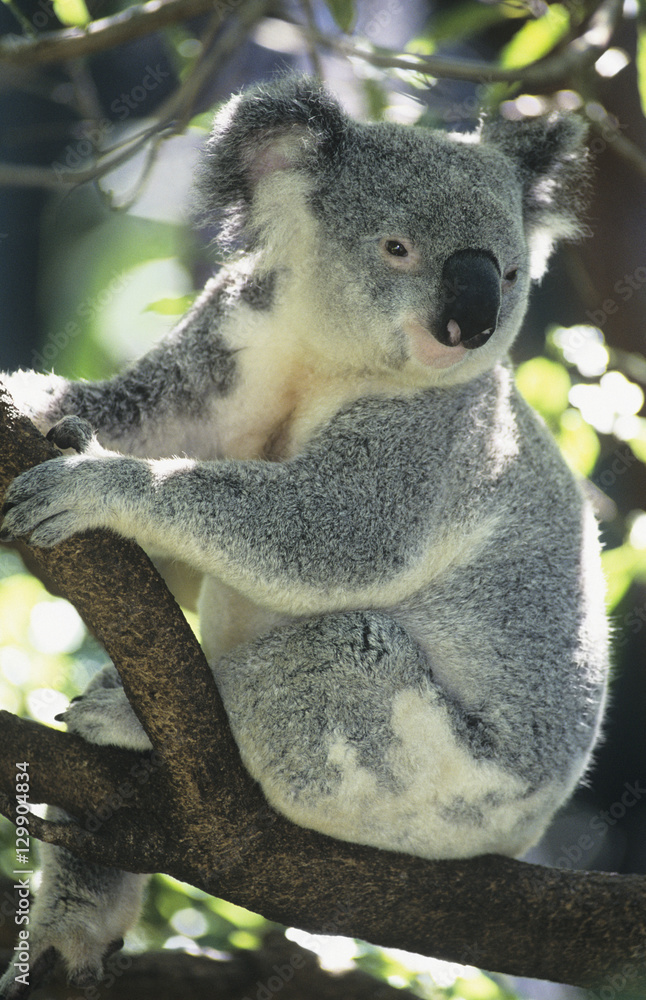 Fototapeta premium Koala siedzi na drzewie