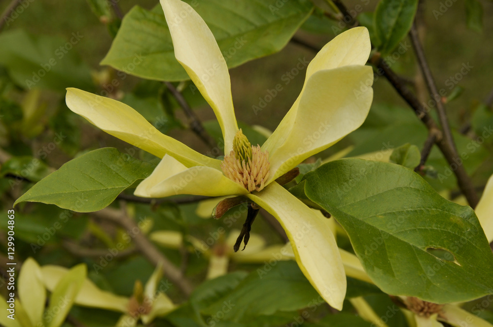 Fototapeta premium Magnolia 'Sunburst'