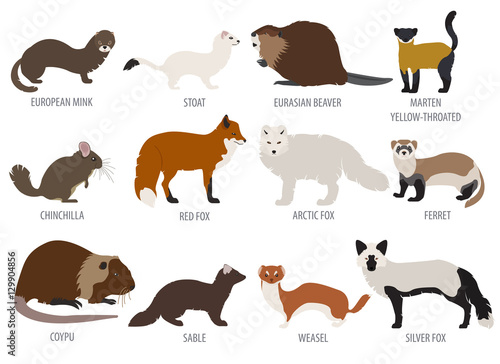 Fur farming. Flat design