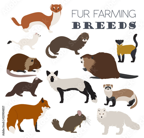Fur farming. Flat design