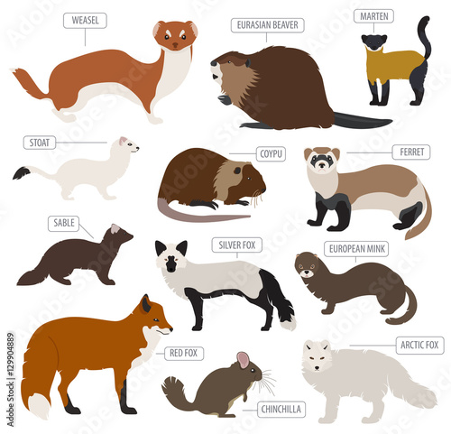 Fur farming. Flat design