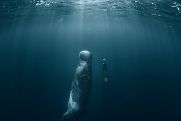 Fototapete Unterwasser Pottwal und Freitaucher im Ozean  © willyam
