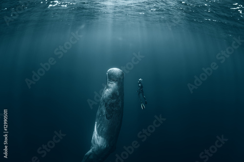 Wallpaper Mural Sperm whale and Freediver