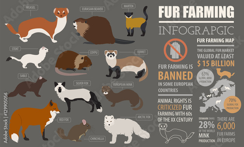 Fur farming infographic template. Flat design