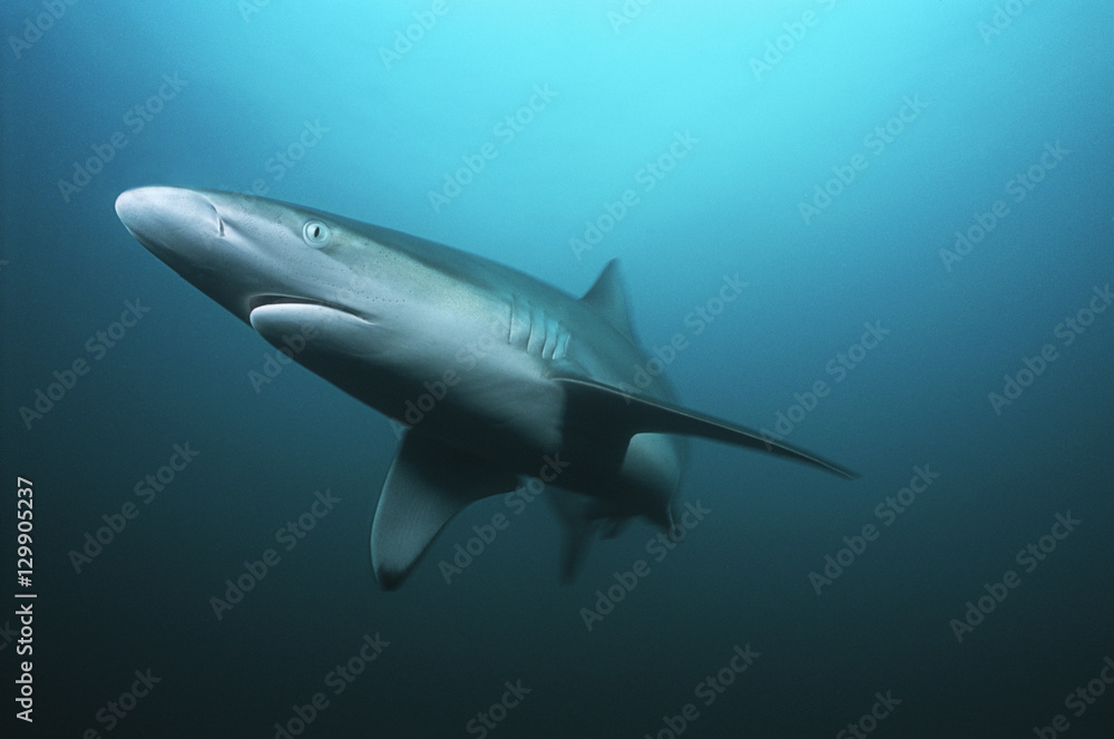 Fototapeta premium Aliwal Shoal Indian Ocean South Africa tiger shark (Galeocerdo cuvieri) swimming in ocean