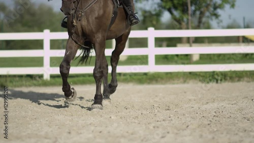 CLOSE UP: Strong muscular dark bay gelding trotting sideways in sandy paddock