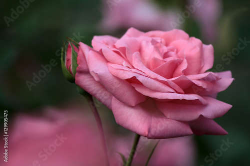 Fototapeta Naklejka Na Ścianę i Meble -  Beautiful Pink Rose in a Natural Garden Environment - Bokeh Background