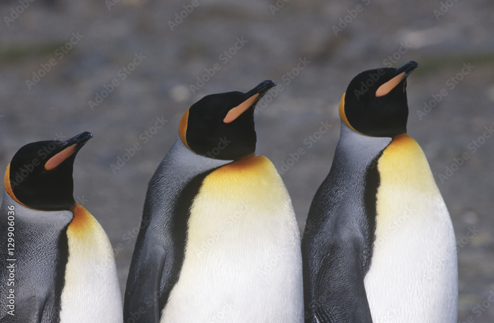 Fototapeta premium UK South Georgia Island three King Penguins standing side by side close up