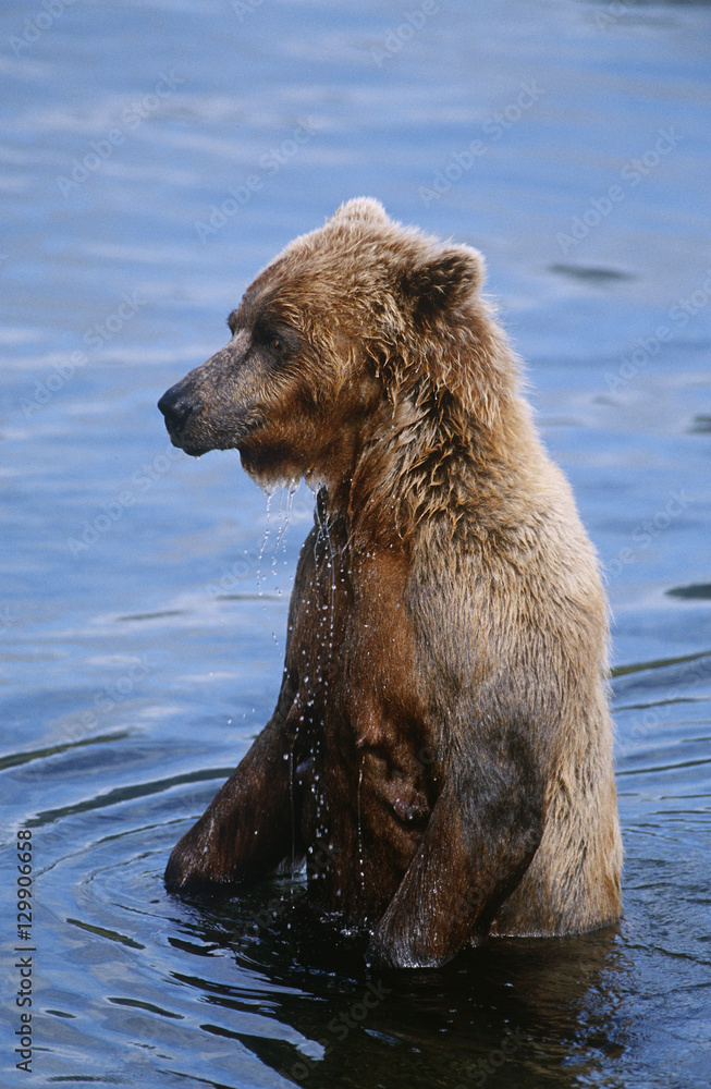 Fototapeta premium USA Alaska Katmai National Park Brown Bear in water