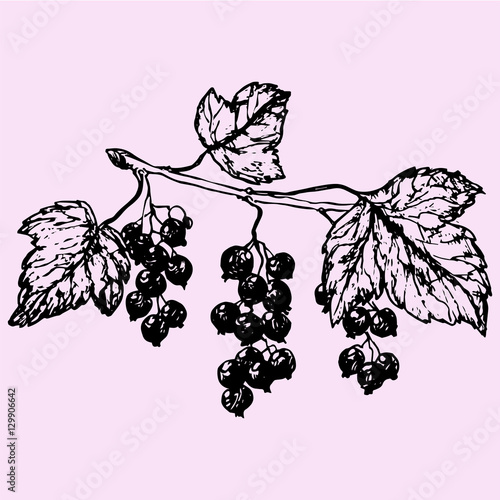 black currant, doodle style sketch illustration hand drawn vector