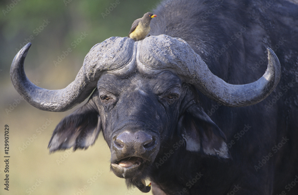 Fototapeta premium Cape Buffalo (Syncerus Caffer) with bird on head close-up