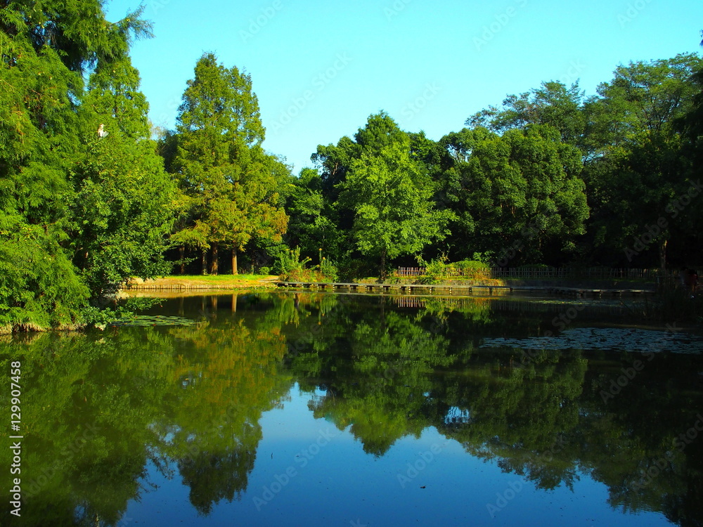 Fototapeta premium 秋の池畔風景