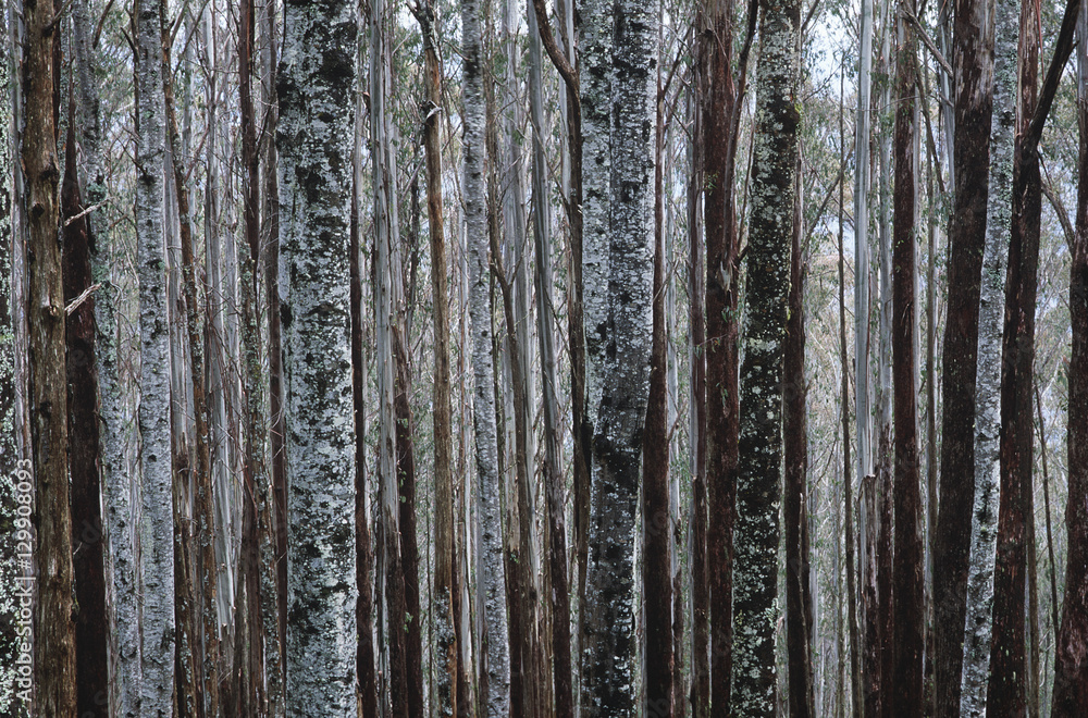 Obraz premium Trunks of Eucalypt Mountain Ash trees