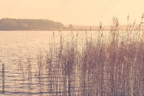 Reed by a lake in the morning sunrise