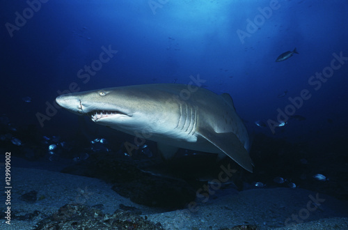 Aliwal Shoal Indian Ocean South Africa sand tiger shark (Carcharias taurus)