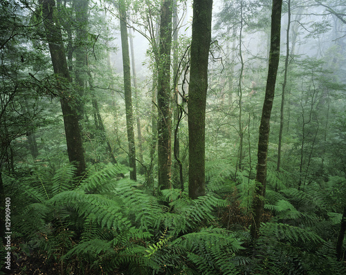Australia trees in rainforest
