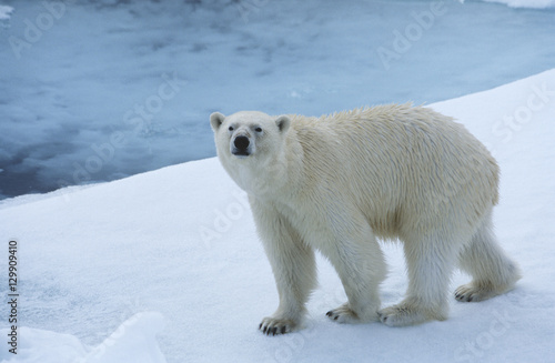 Polar Bear on Ice Yukon