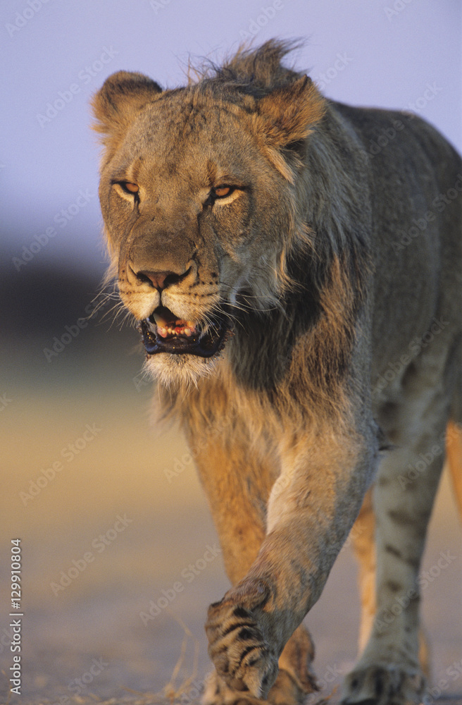 Naklejka premium Male Lion walking on savannah