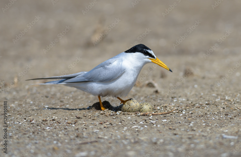 Little tern(Sternula albifrons), bird on nest at coast. Little tern(Sternula albifrons), bird on nest at coast.