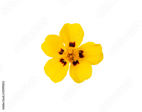 Yellow flower isolated on white background