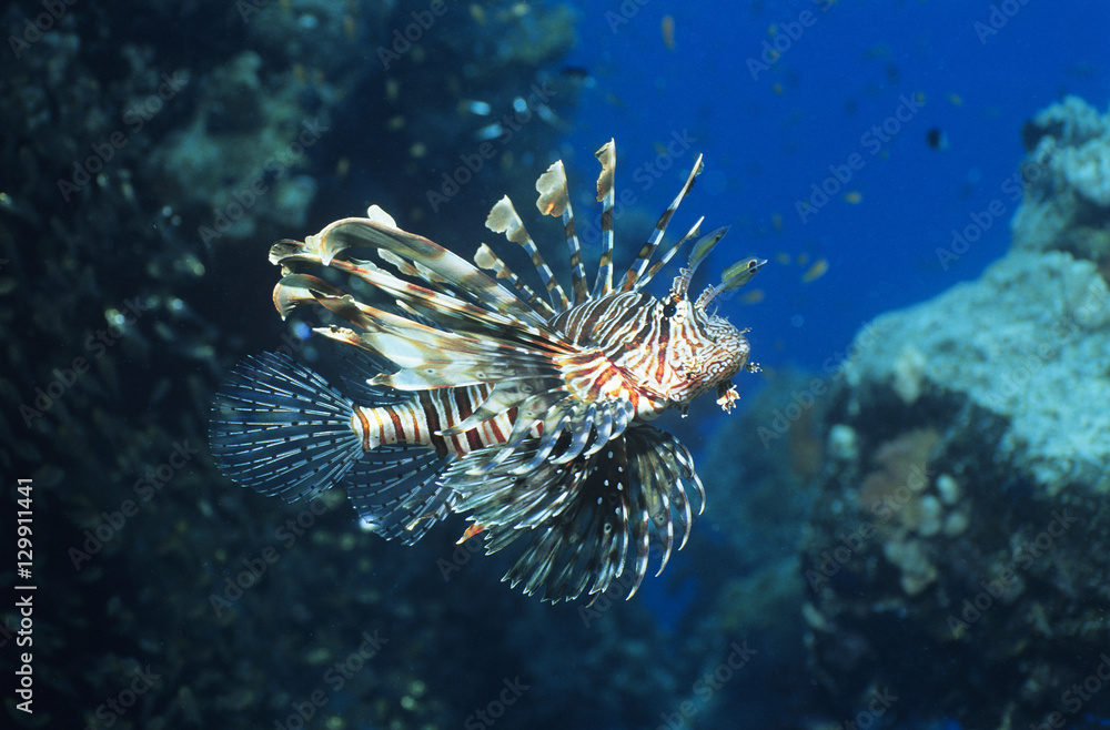 Lionfish swimming in ocean Lionfish swimming in ocean