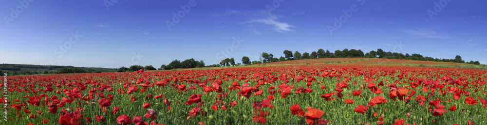 Field of poppies