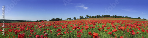 Field of poppies