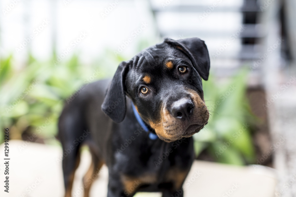 Dog Rottweiler Puppy Looking to camera with head tilted Dog Rottweiler Puppy Looking to camera with head tilted