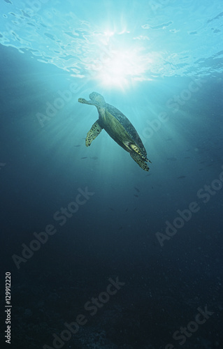 Raja Ampat Indonesia Pacific Ocean hawksbill turtle (Eretmochelys imbricata) swimming in sunbeams shining through water surface low angle view