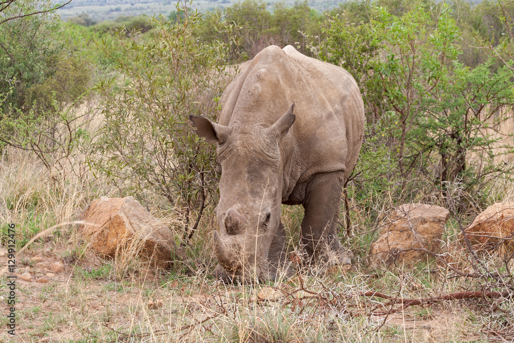Fototapeta premium White rhinoceros in Pilanesberg Game Reserve, South Africa