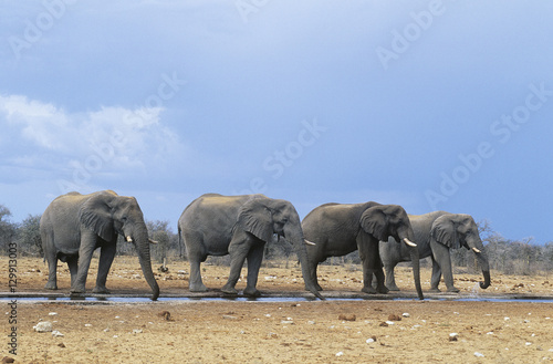 Four African Elephants  Loxodonta Africana  in a row