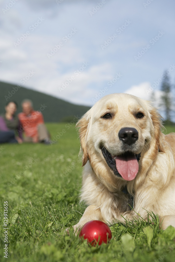 Closeup of golden retriever relaxing on grass with middle aged couple in background Closeup of golden retriever relaxing on grass with middle aged couple in background