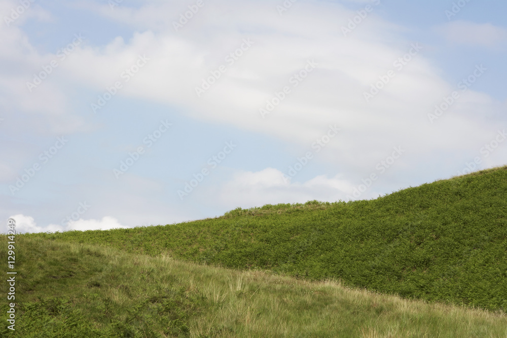 Grassy hillside