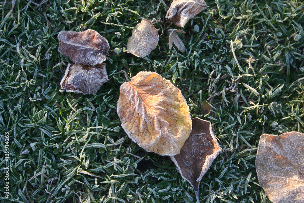 Gelo su prato con foglie secche in inverno. Fuoco selettivo.
