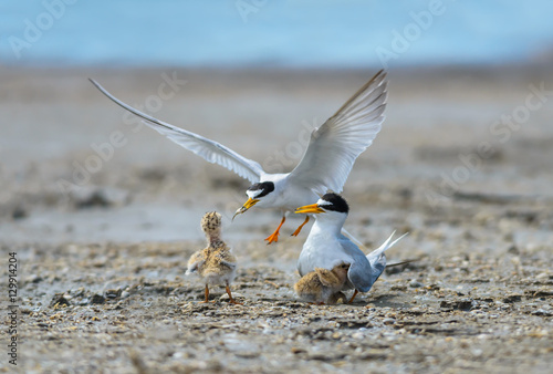 Little tern(Sternula albifrons), bird on nest at coast.