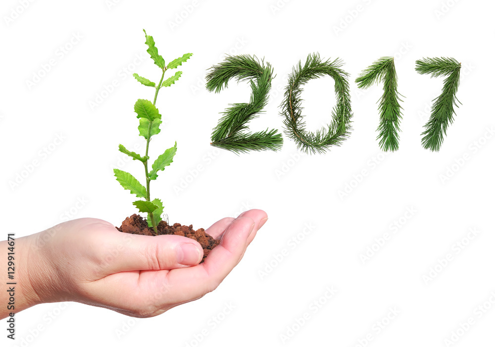 New year 2017. Numbers are made of Christmas tree branches. Woman hand, holding a young green seedling. Objects isolated on white New year 2017. Numbers are made of Christmas tree branches. Woman hand, holding a young green seedling. Objects isolated on white