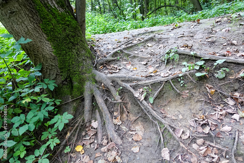 Fototapeta premium Tree root