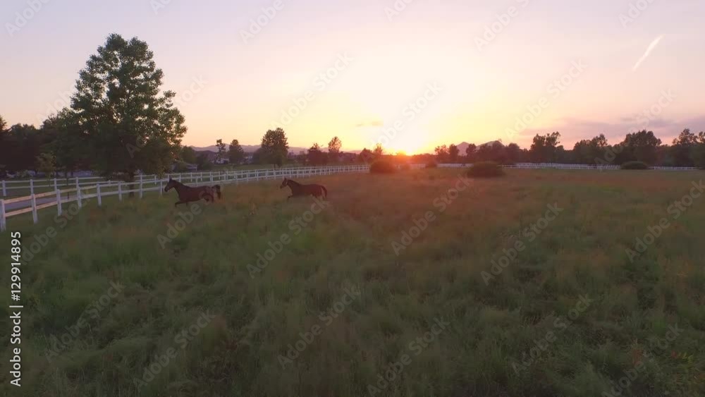 AERIAL: Dark bay mares running and playing in tall grass on horse ranch AERIAL: Dark bay mares running and playing in tall grass on horse ranch