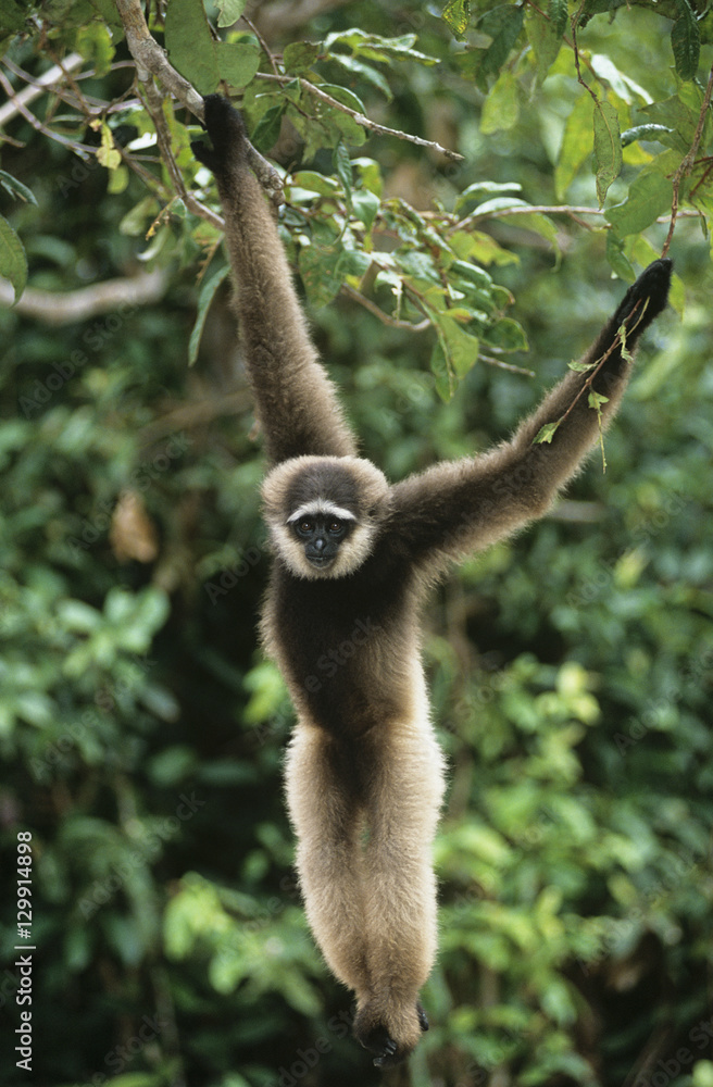 Naklejka premium Squirrel Monkey hanging from tree